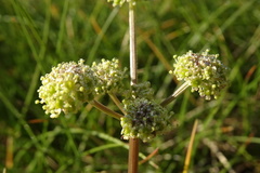 Selinum pyrenaeum
