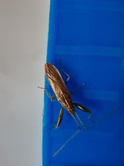 Pachygrontha lineata