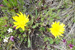 Scorzoneroides pyrenaica