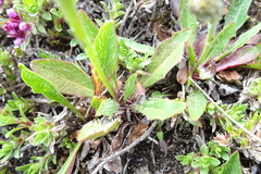 Scorzoneroides pyrenaica