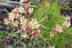 Saxifraga pentadactylis