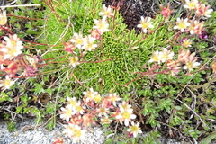 Saxifraga pentadactylis
