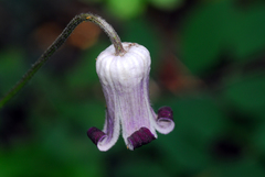 Clematis bigelovii