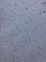 Caracal caracal