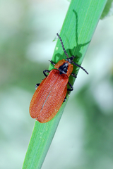 Lycus sanguinipennis