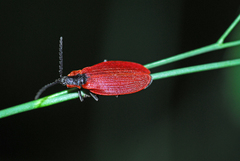 Lycus sanguinipennis
