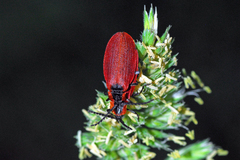 Lycus sanguinipennis