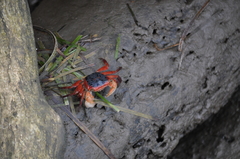 Metopograpsus latifrons