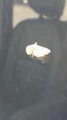 Pycnarmon