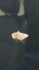 Pycnarmon