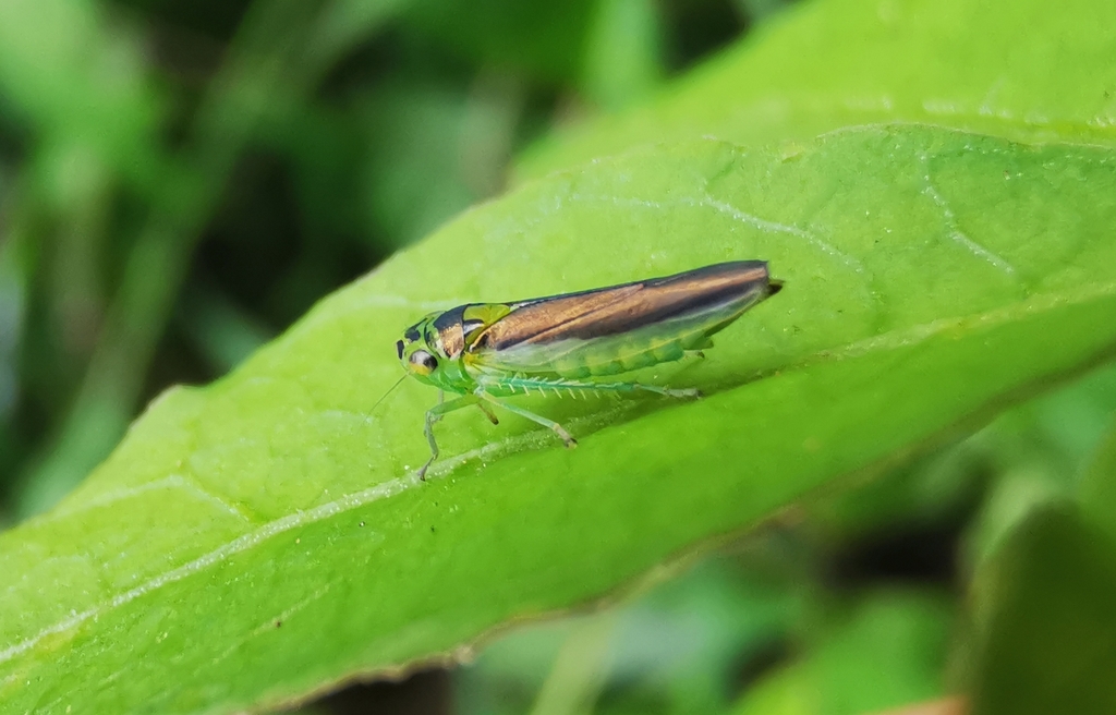 Kolla insignis from Mueang Chiang Mai District, Chiang Mai 50200 ...