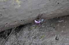 Metopograpsus latifrons