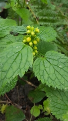 Lamium galeobdolon