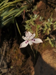 Moraea barkerae
