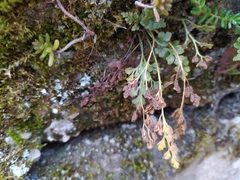 Asplenium ruta-muraria