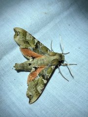 Callionima grisescens