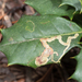Phytomyza ilicicola - Photo (c) Ashley M Bradford,  זכויות יוצרים חלקיות (CC BY-NC), uploaded by Ashley M Bradford