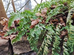 Polypodium vulgare