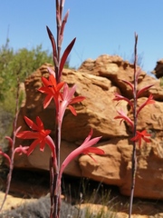 Watsonia stokoei