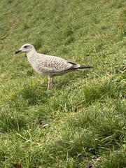 Larus argentatus