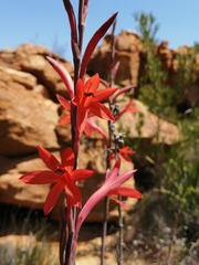 Watsonia stokoei