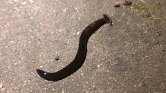 Bipalium univittatum