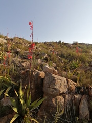 Watsonia vanderspuyae