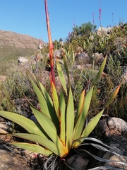 Watsonia vanderspuyae