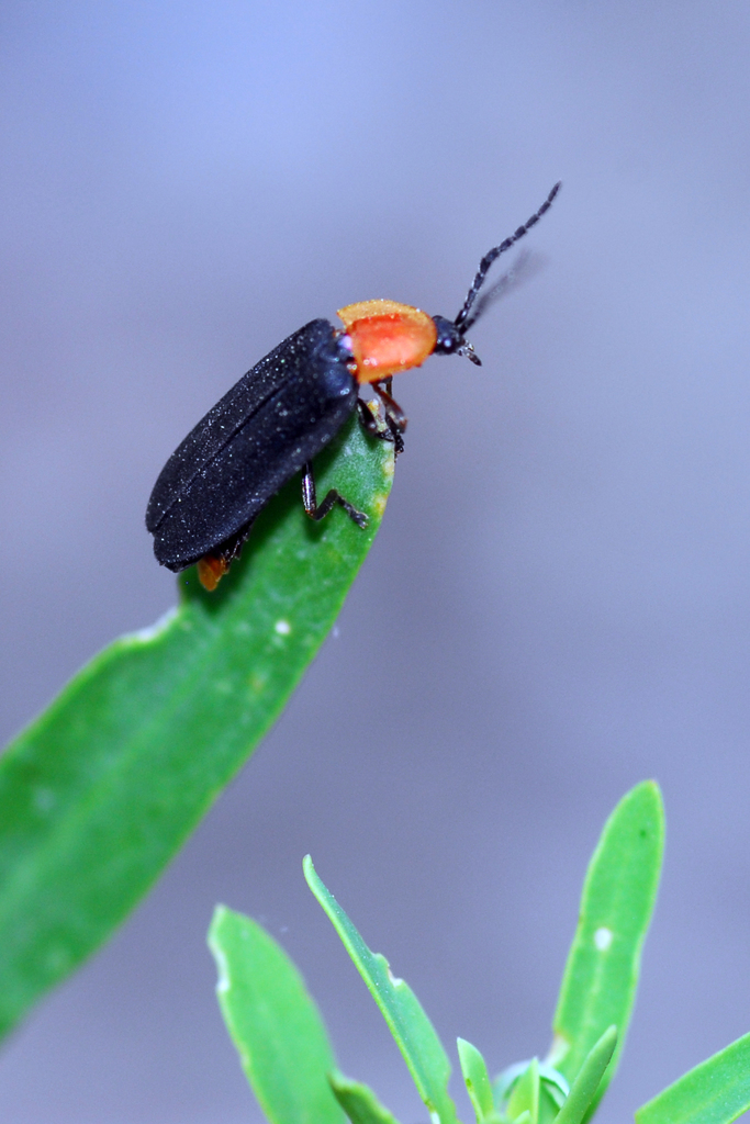 Yellow-necked firefly