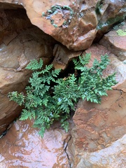 Oeosporangium