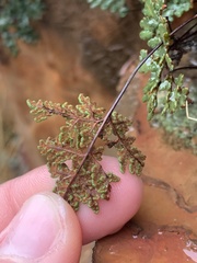 Oeosporangium