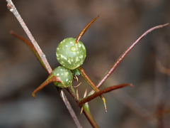 Dryocosmus quercuspalustris