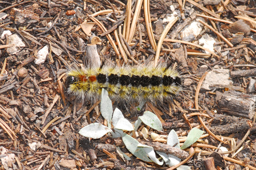 Lophocampa ingens photo 5