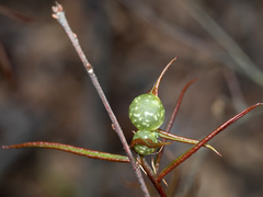 Dryocosmus quercuspalustris
