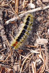Lophocampa ingens
