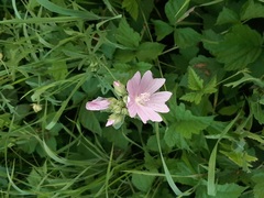 Malva excisa