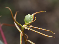 Dryocosmus quercuspalustris