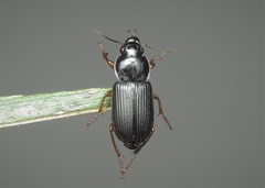 Anisodactylus binotatus