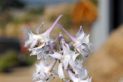 Delphinium wootonii
