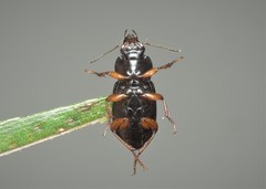 Anisodactylus binotatus