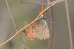 Callophrys augustinus iroides