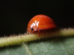 Chilocorus politus