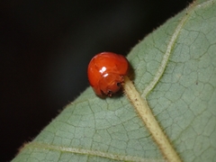 Chilocorus politus