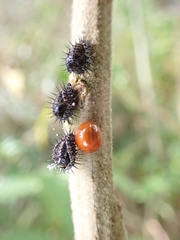 Chilocorus politus