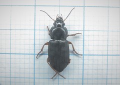 Anisodactylus binotatus