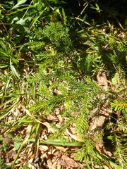 Picea orientalis