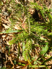 Picea orientalis