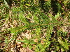 Picea orientalis