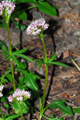 Valeriana arizonica