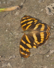Herona marathus